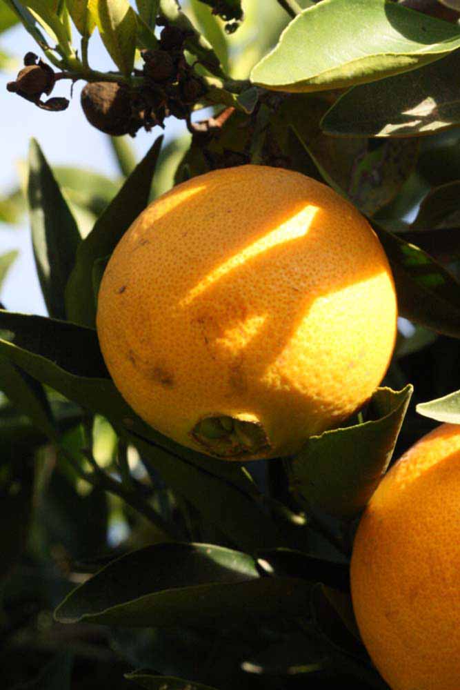              Fruit (Riverside, CA)       